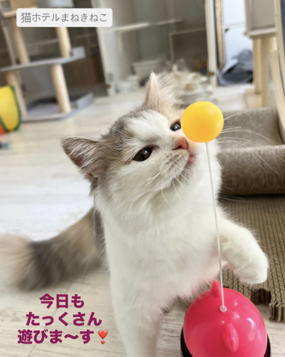 line_oa_chat_260805_095133.jpeg