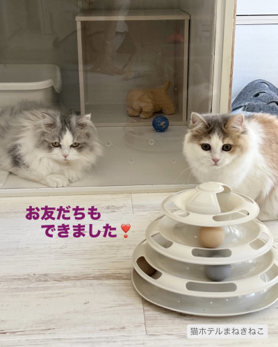 line_oa_chat_260807_093317.jpeg