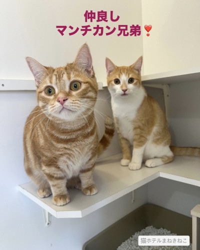 line_oa_chat_260909_103606.jpeg