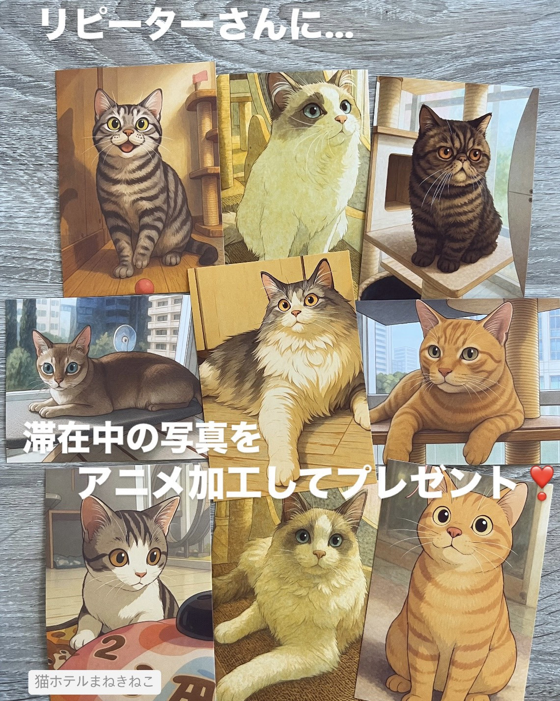 9月〜年末年始のご予約受付中　　　😸東京猫ホテルまねきねこ😸