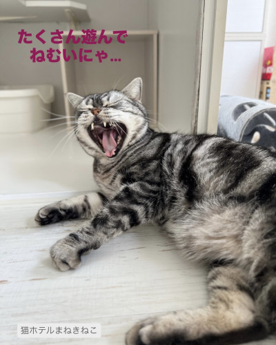 line_oa_chat_260928_132911.jpeg