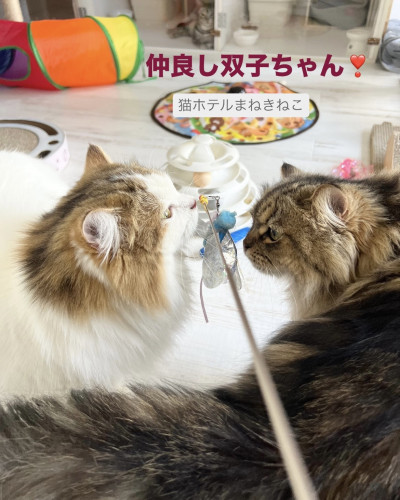 line_oa_chat_261008_113737.jpeg