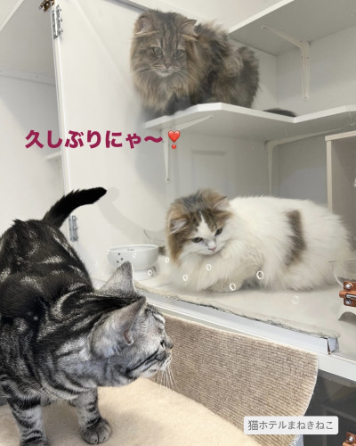 line_oa_chat_261010_103412.jpeg