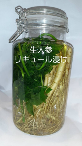 生人参 リキュール浸け.jpg