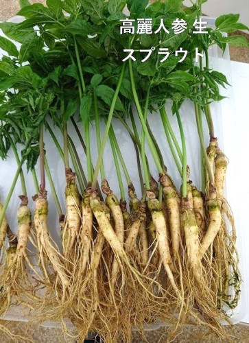 高麗人参　生