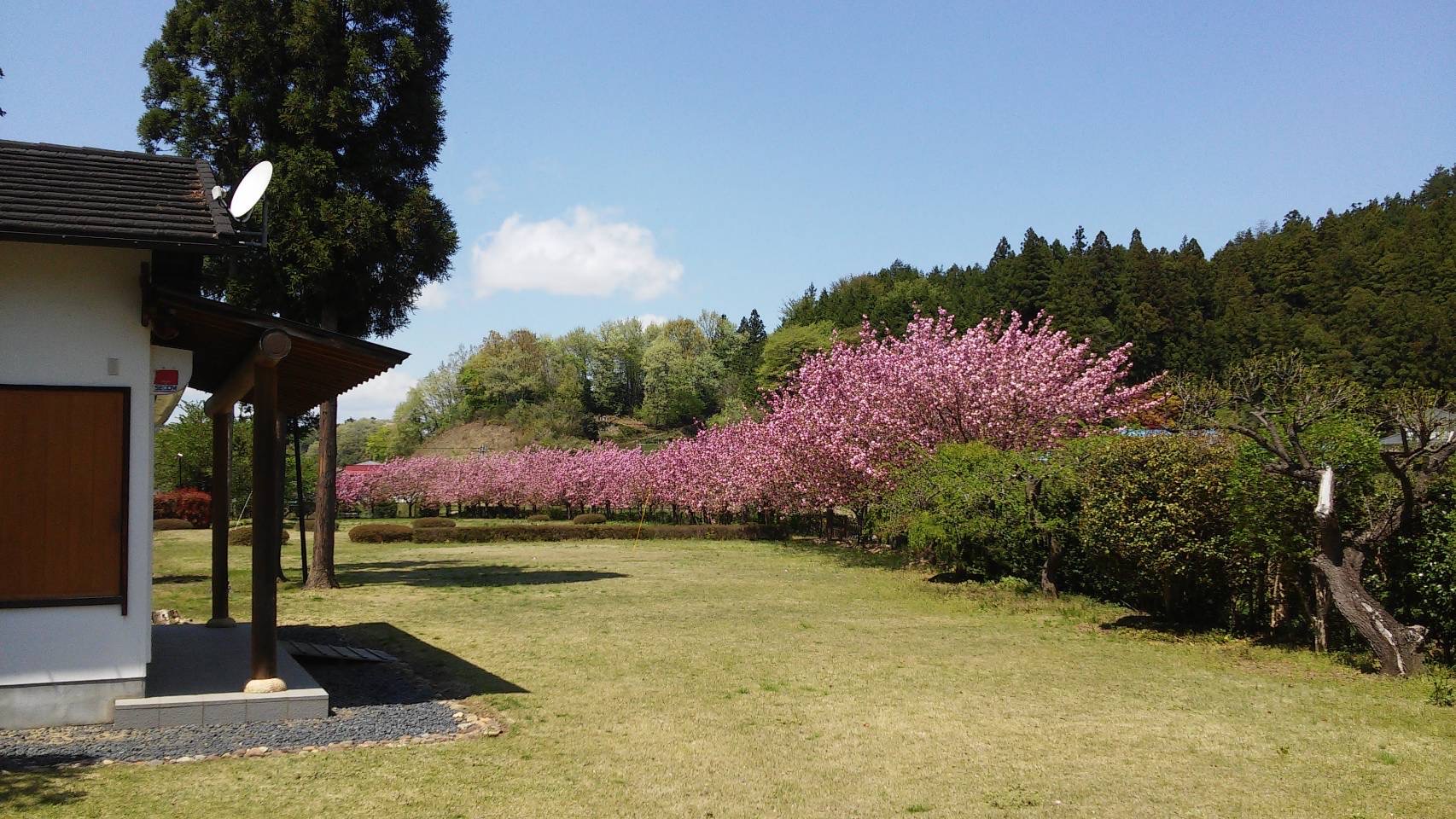 桜サイトA（約100平米）