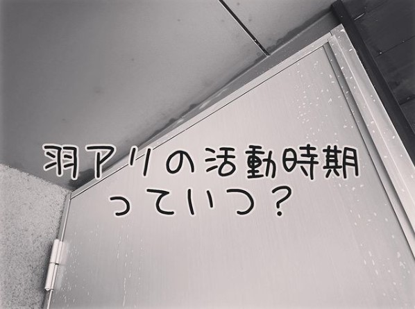 白アリ