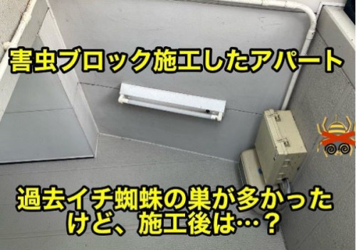 過去イチ多い蜘蛛の巣のアパート3週間後.jpg
