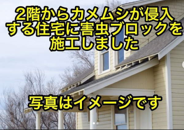 カメムシ3