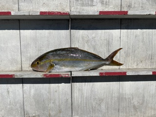 IMG_7353.jpeg