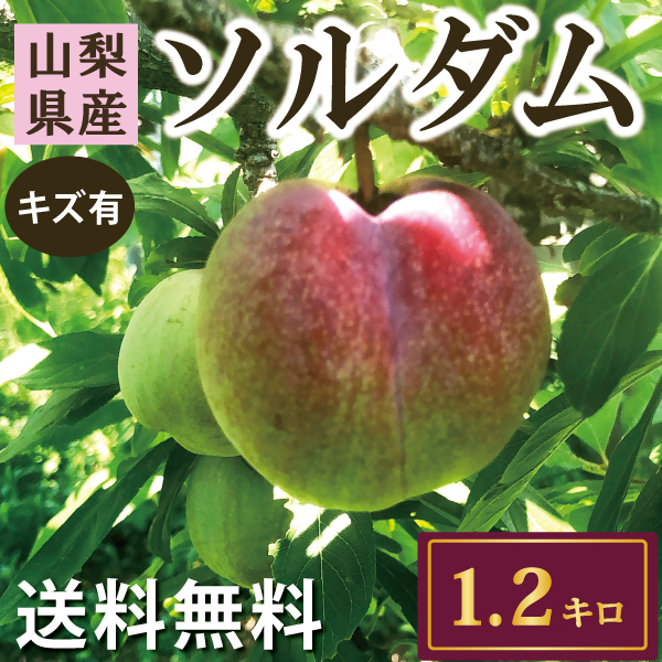 すもも ソルダム　1.2K以上　訳アリ　送料無料  R6年/7月発送予約