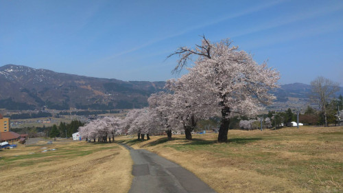 桜並木（舞子）２.jpeg