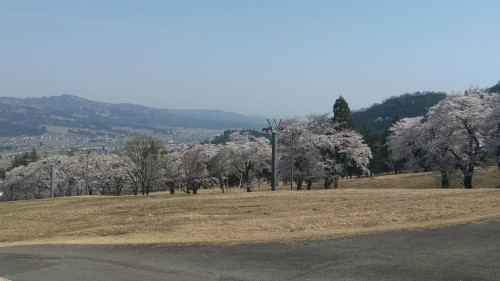 桜並木（舞子）.jpeg