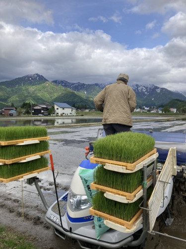 田植え①.jpeg