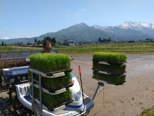田植え④.jpeg