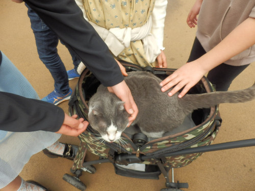 猫2.JPG