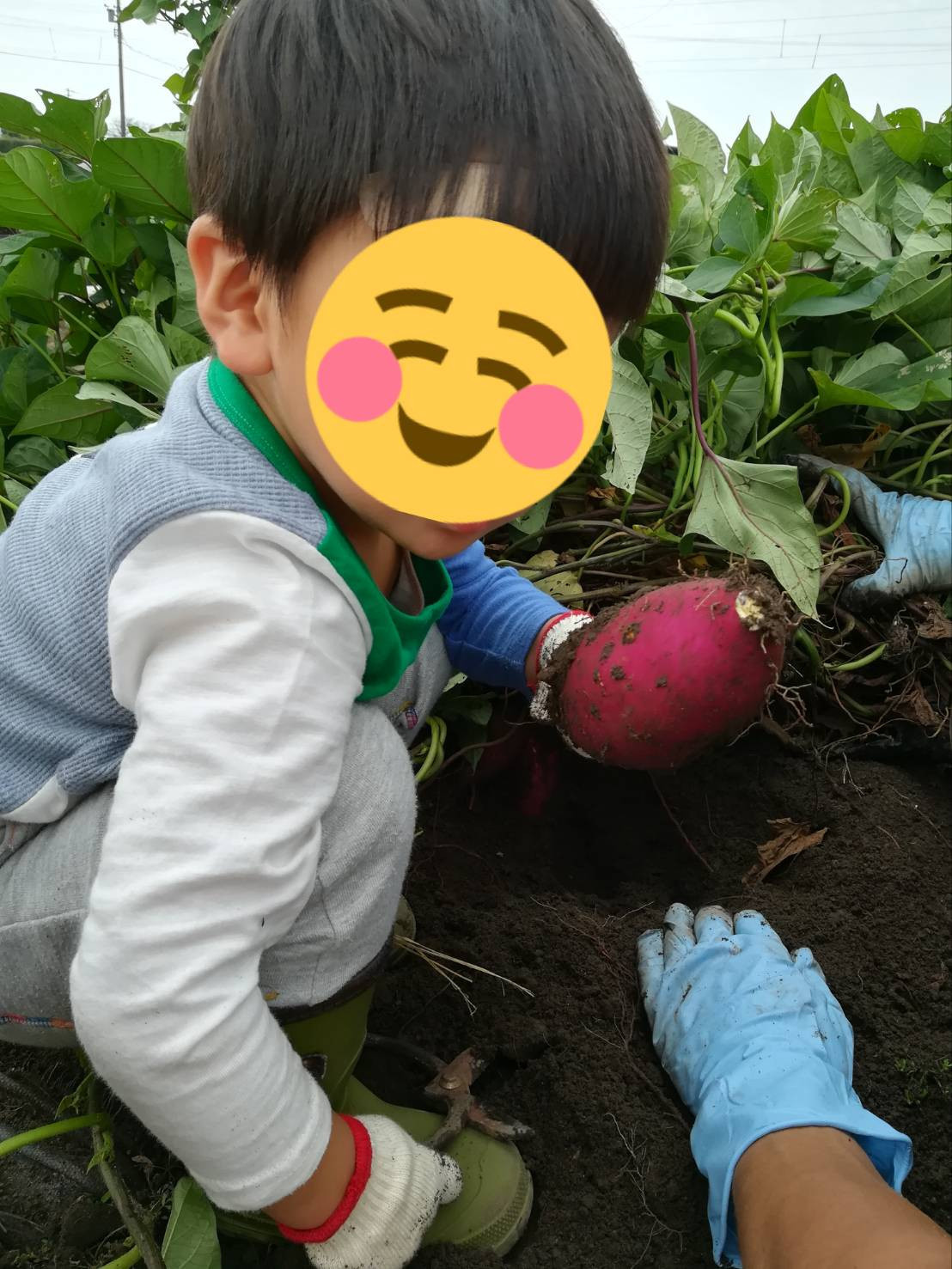 芋掘り体験　今季のさつまいも芋は栽培期間中有機肥料のみ、無農薬、除草剤不使用です。