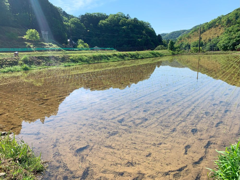 田植え直後の田んぼ