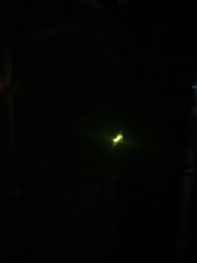 IMG_3975.jpeg