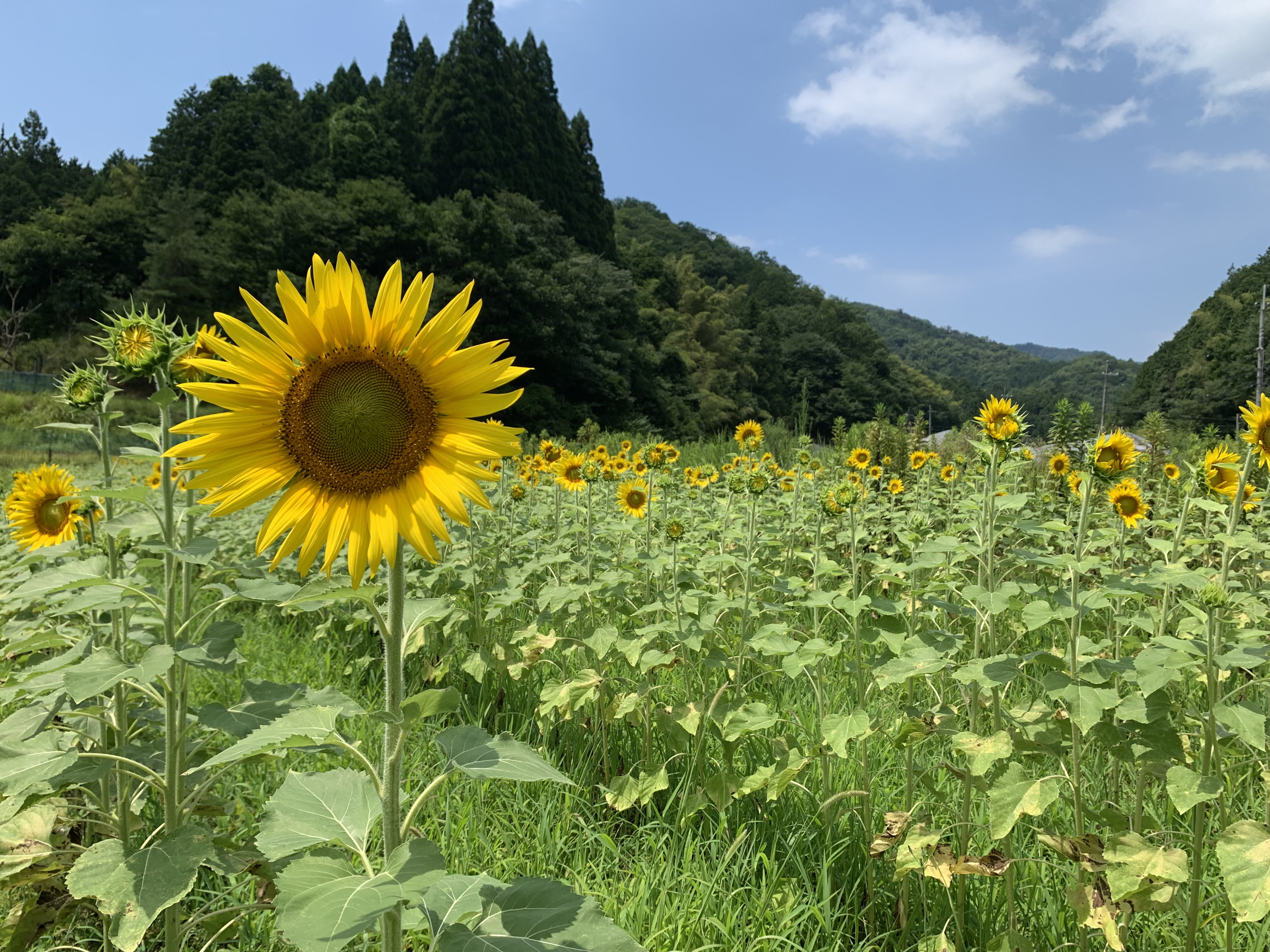 夏への想い、ひまわり畑に挑戦しました！