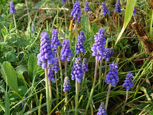 DSC_7719.JPG