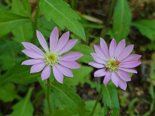 DSC_8002.JPG