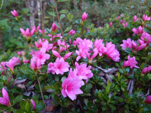 DSC_7880.JPG