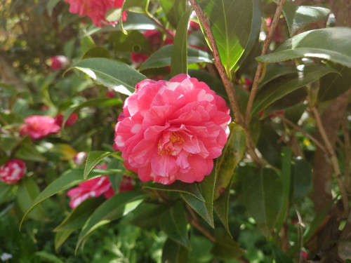 DSC_7957.JPG