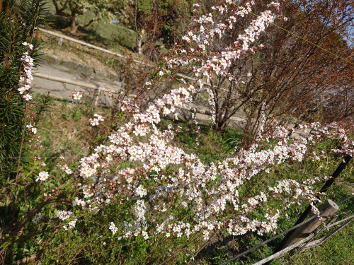 DSC_0343.JPG