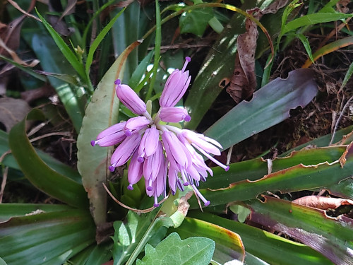 DSC_7605.JPG