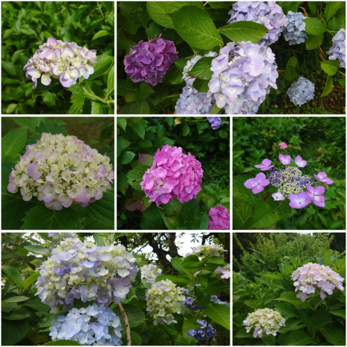 PhotoCollage_1719227268563.jpg