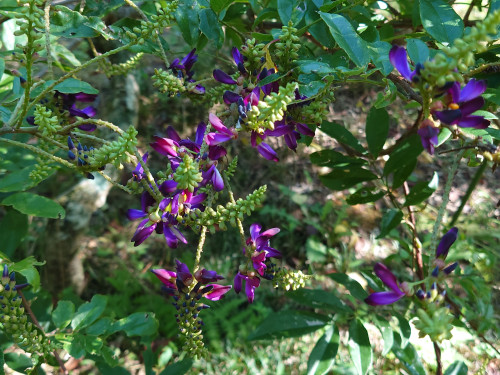 DSC_9137.JPG