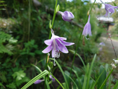 DSC_9303.JPG