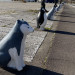 南極公園のペンギンと犬2749(1).JPG