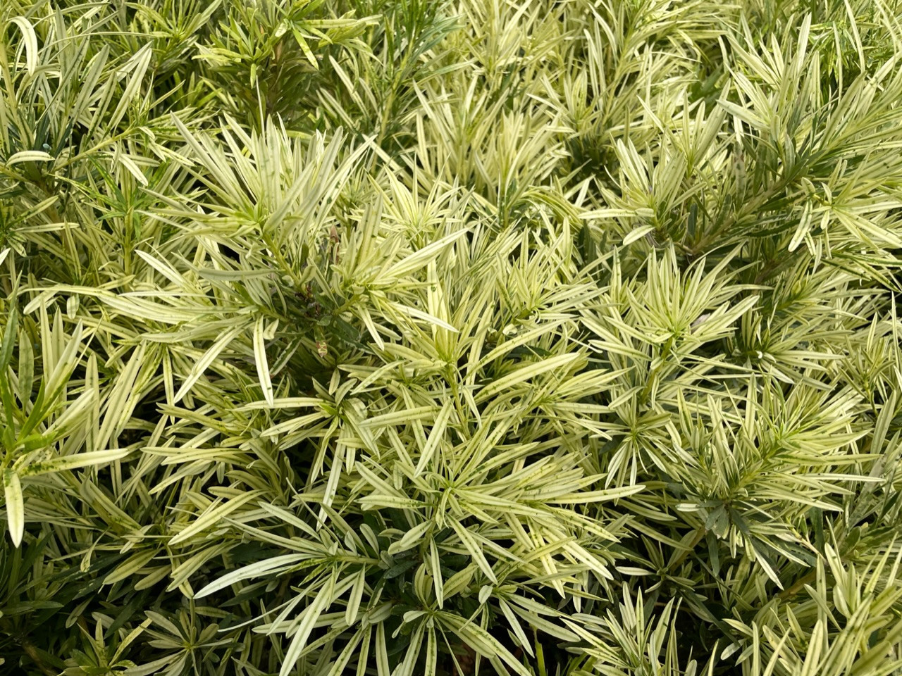 イヌマキ'ミウ'