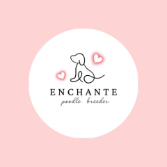 アンシャンテ（Enchante）｜トイプードル専門ブリーダー