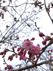 4月8日桜.jpg