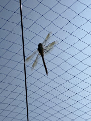 image_67215105.JPG
