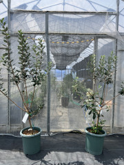 feijoa image_67522305.JPG