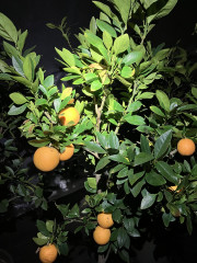 image_67548161.JPG