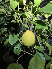 image_67508737.JPG
