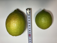 IMG_4867.jpeg