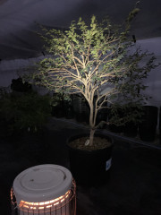 IMG_4953.jpeg