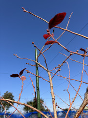 IMG_5100.jpeg