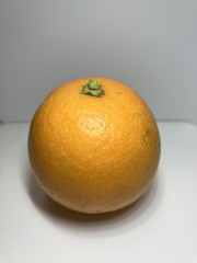 IMG_5169.jpeg