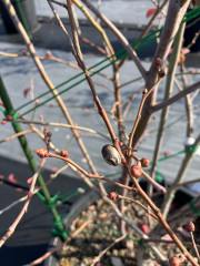 IMG_5195.jpeg