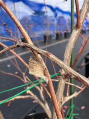 IMG_5162.jpeg