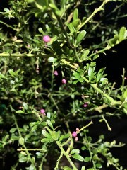IMG_5248.jpeg