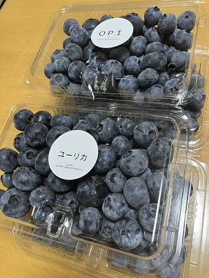 ブルーベリーの収穫を開始しました