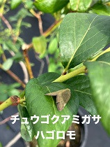 IMG_6704.jpg